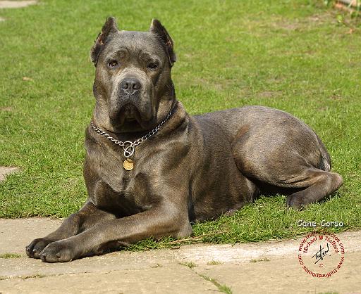 Cane Corso 8R060D-09.JPG